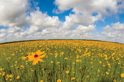 View Of Wildflowers Florida Tickseed , Myakka River State Park, Sarasota, Florida, USA by Panoramic Images canvas print