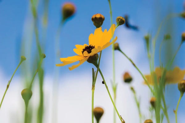 Sarasota: View Of Wildflowers Florida Tickseed , Myakka River State Park, Sarasota, Florida, USA by Panoramic Images