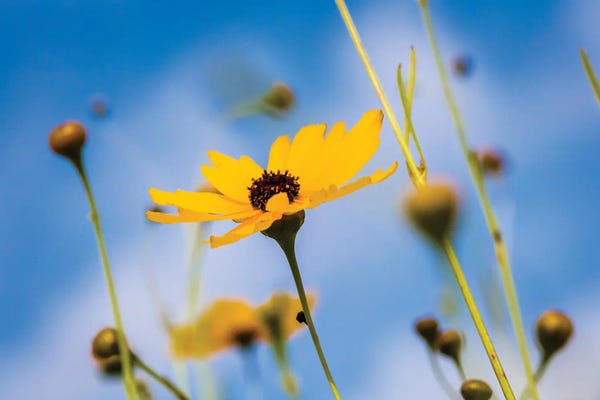 Sarasota: View Of Wildflowers Florida Tickseed , Myakka River State Park, Sarasota, Florida, USA by Panoramic Images