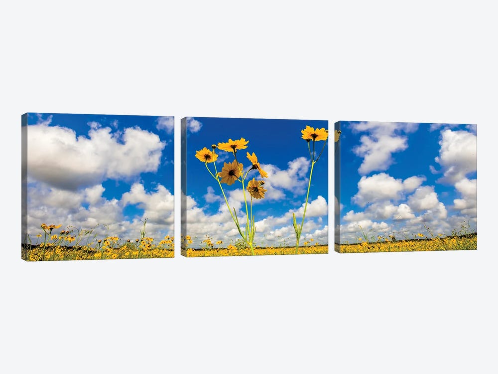 View Of Wildflowers Florida Tickseed , Myakka River State Park, Sarasota, Florida, USA by Panoramic Images 3-piece Art Print