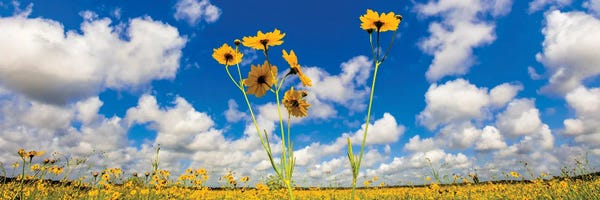 Sarasota: View Of Wildflowers Florida Tickseed , Myakka River State Park, Sarasota, Florida, USA by Panoramic Images