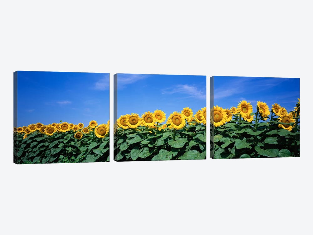 Field Of Sunflowers, Bogue, Kansas, USA by Panoramic Images 3-piece Art Print