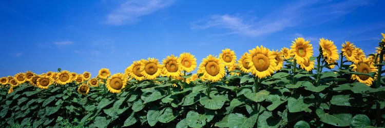 Field Of Sunflowers, Bogue, Kansas, USA