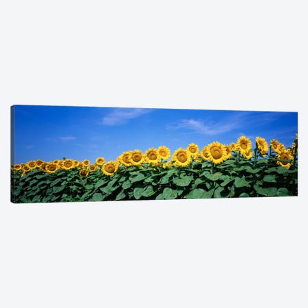 Field Of Sunflowers, Bogue, Kansas, USA Canvas Print #PIM160} by Panoramic Images Canvas Art Print