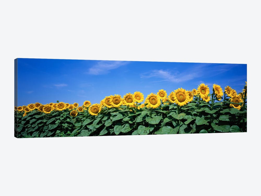 Field Of Sunflowers, Bogue, Kansas, USA by Panoramic Images 1-piece Canvas Print
