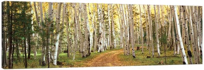 Aspen Trees In A Forest, Dixie National Forest, Utah, USA Canvas Art Print - Forest Art