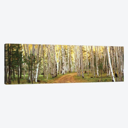 Aspen Trees In A Forest, Dixie National Forest, Utah, USA Canvas Print #PIM16103} by Panoramic Images Canvas Print