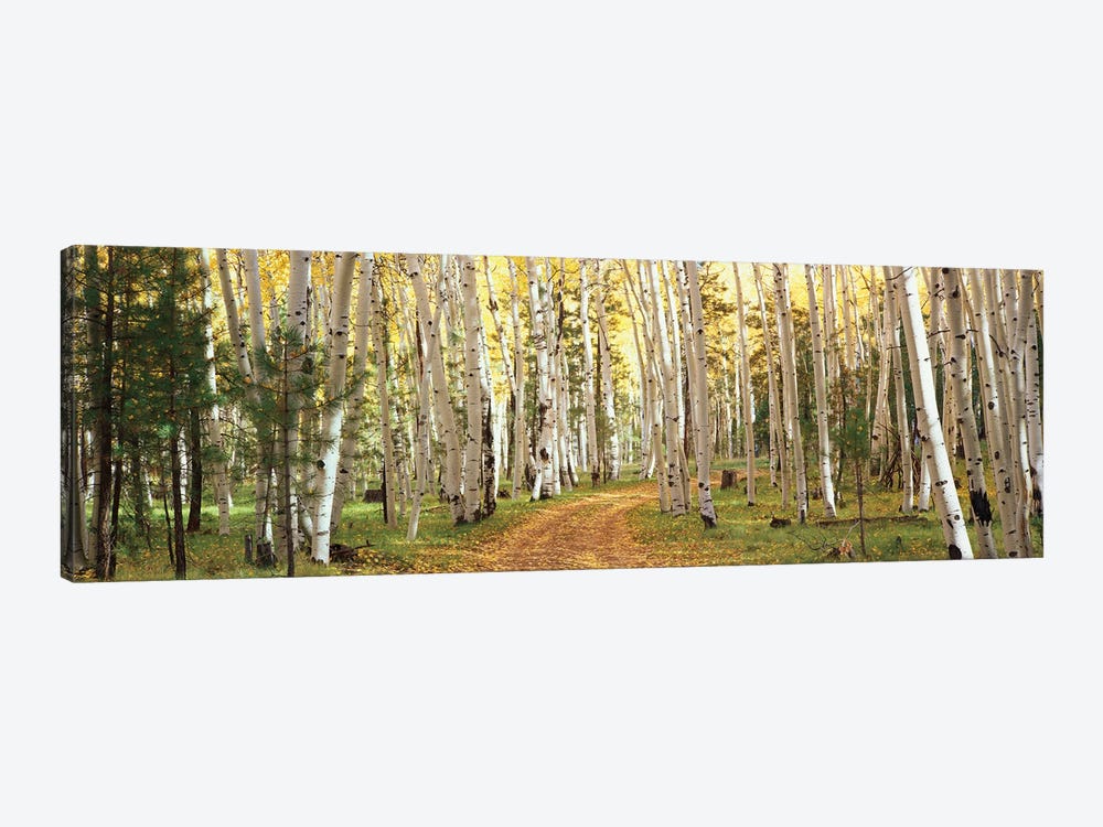 Aspen Trees In A Forest, Dixie National Forest, Utah, USA by Panoramic Images 1-piece Canvas Artwork