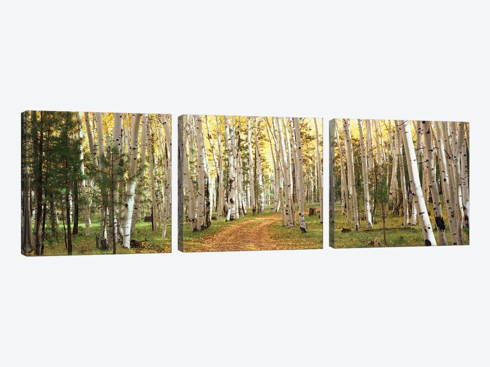 Aspen Trees In A Forest, Dixie National Forest, Utah, USA by Panoramic Images 3-piece Canvas Wall Art