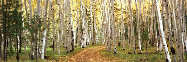 Large Photography - Canvas Prints: Aspen Trees In A Forest, Dixie National Forest, Utah, USA by Panoramic Images