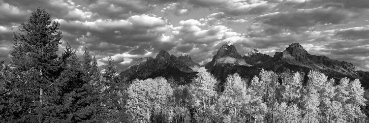 Aspen Grove With Mountain Range In The Background, Teton Range, Grand Teton National Park, Wyoming, USA