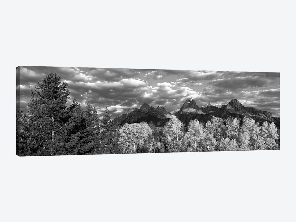 Aspen Grove With Mountain Range In The Background, Teton Range, Grand Teton National Park, Wyoming, USA by Panoramic Images 1-piece Art Print