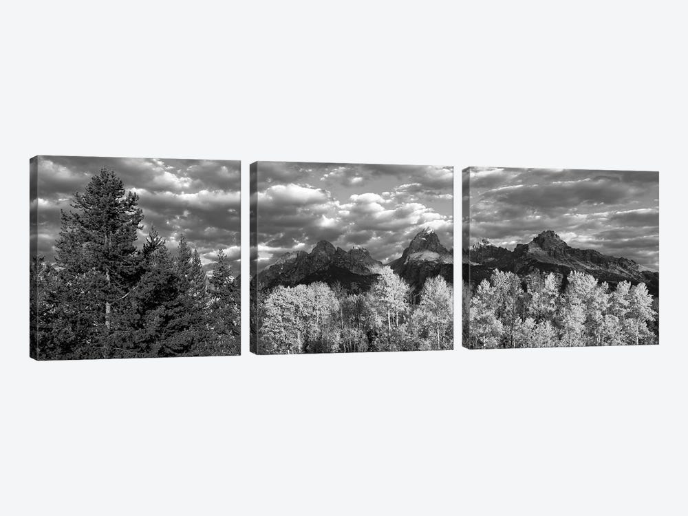 Aspen Grove With Mountain Range In The Background, Teton Range, Grand Teton National Park, Wyoming, USA by Panoramic Images 3-piece Canvas Art Print