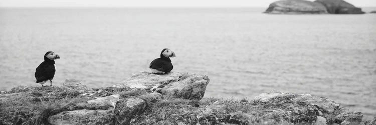 Atlantic Puffins Perching On Rocks, Maberly, Newfoundland And Labrador, Canada by Panoramic Images wall art