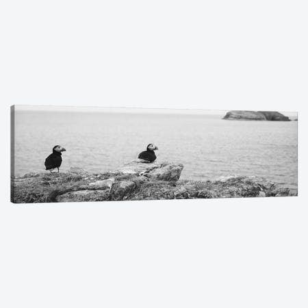 Atlantic Puffins Perching On Rocks, Maberly, Newfoundland And Labrador, Canada Canvas Print #PIM16114} by Panoramic Images Canvas Art Print