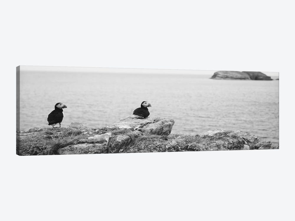 Atlantic Puffins Perching On Rocks, Maberly, Newfoundland And Labrador, Canada by Panoramic Images 1-piece Canvas Artwork