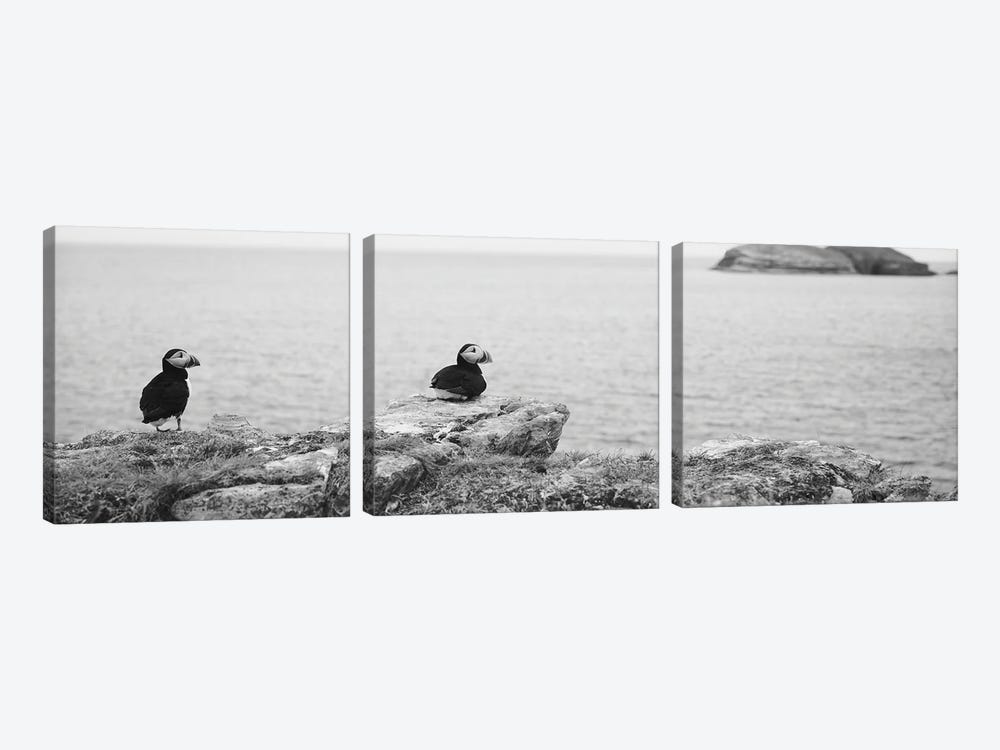 Atlantic Puffins Perching On Rocks, Maberly, Newfoundland And Labrador, Canada by Panoramic Images 3-piece Canvas Art