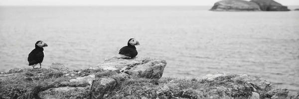 Newfoundland & Labrador: Atlantic Puffins Perching On Rocks, Maberly, Newfoundland And Labrador, Canada by Panoramic Images