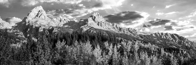 Autumn Trees In A Forest, Taggart Lake, Grand Teton National Park, Wyoming, USA