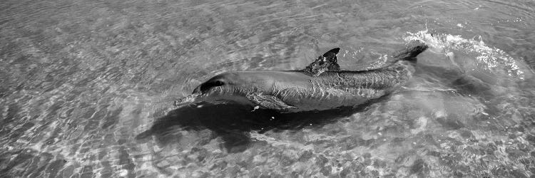 Bottle-Nosed Dolphin In The Sea, Monkey Mia, Shark Bay Marine Park, Perth, Western Australia, Australia