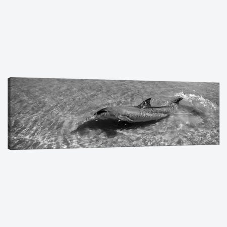 Bottle-Nosed Dolphin In The Sea, Monkey Mia, Shark Bay Marine Park, Perth, Western Australia, Australia Canvas Print #PIM16121} by Panoramic Images Canvas Print