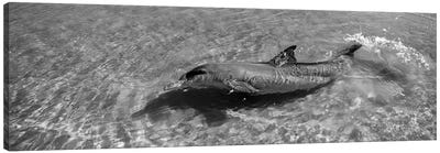 Bottle-Nosed Dolphin In The Sea, Monkey Mia, Shark Bay Marine Park, Perth, Western Australia, Australia Canvas Art Print