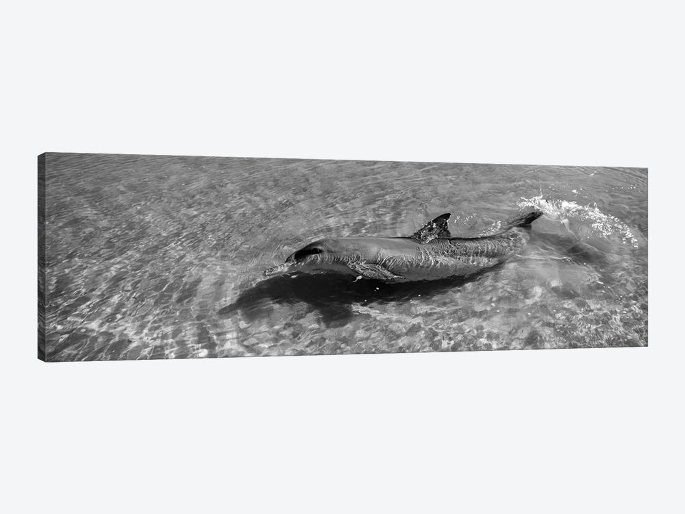 Bottle-Nosed Dolphin In The Sea, Monkey Mia, Shark Bay Marine Park, Perth, Western Australia, Australia by Panoramic Images 1-piece Canvas Wall Art