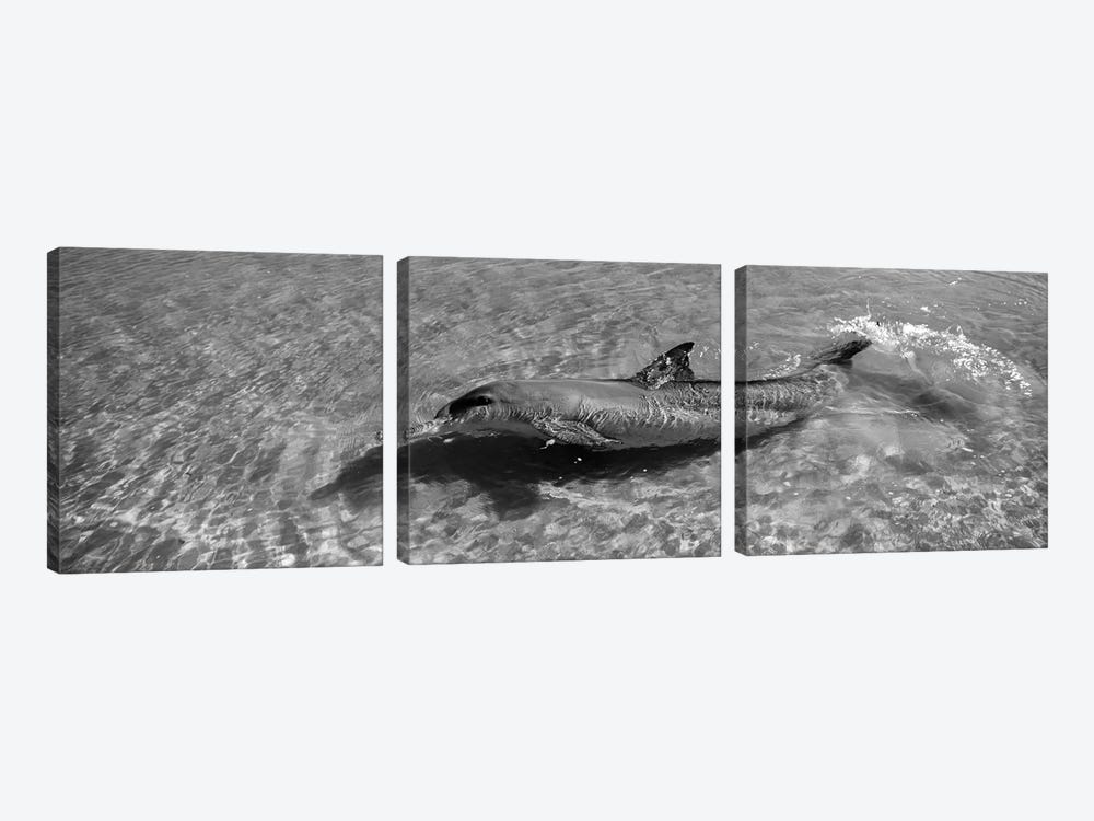 Bottle-Nosed Dolphin In The Sea, Monkey Mia, Shark Bay Marine Park, Perth, Western Australia, Australia by Panoramic Images 3-piece Canvas Wall Art