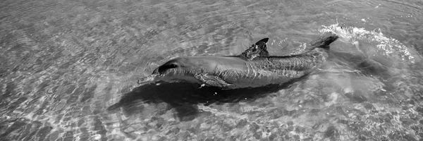 Dolphins: Bottle-Nosed Dolphin In The Sea, Monkey Mia, Shark Bay Marine Park, Perth, Western Australia, Australia by Panoramic Images