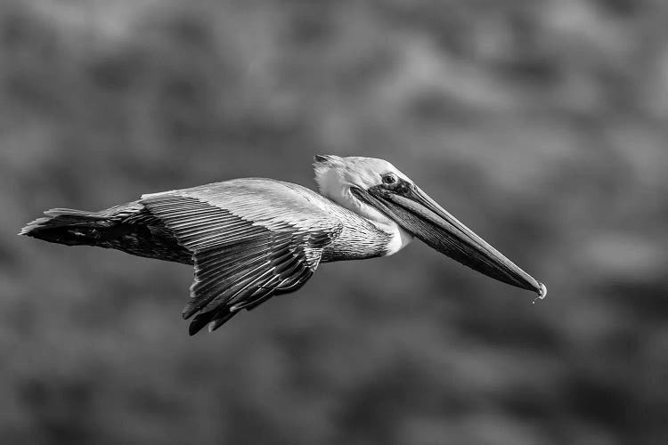 Brown Pelican Flying, Baja California Sur, Mexico