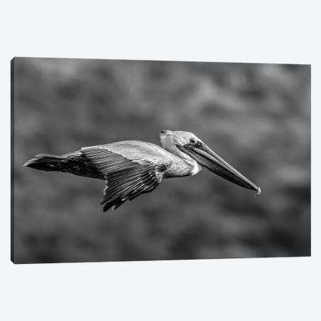 Brown Pelican Flying, Baja California Sur, Mexico Canvas Print #PIM16127} by Panoramic Images Canvas Wall Art