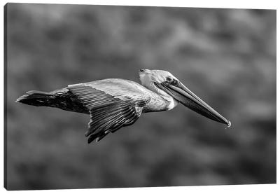 Brown Pelican Flying, Baja California Sur, Mexico Canvas Art Print - Pelican Art