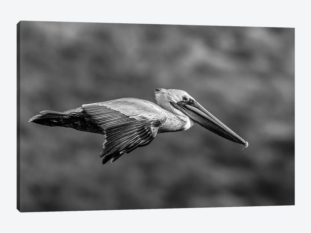 Brown Pelican Flying, Baja California Sur, Mexico by Panoramic Images 1-piece Canvas Artwork