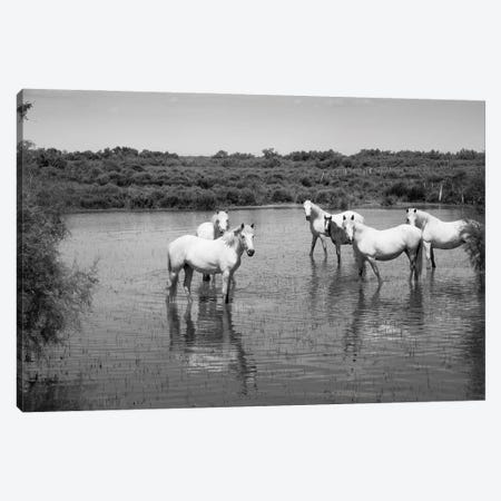 Camargue White Horses In A Lagoon Along DLXXXVA, Camargue, France Canvas Print #PIM16129} by Panoramic Images Canvas Art Print