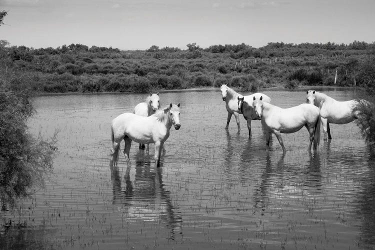 Camargue White Horses In A Lagoon Along DLXXXVA, Camargue, France