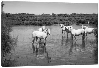 Camargue White Horses In A Lagoon Along DLXXXVA, Camargue, France Canvas Art Print