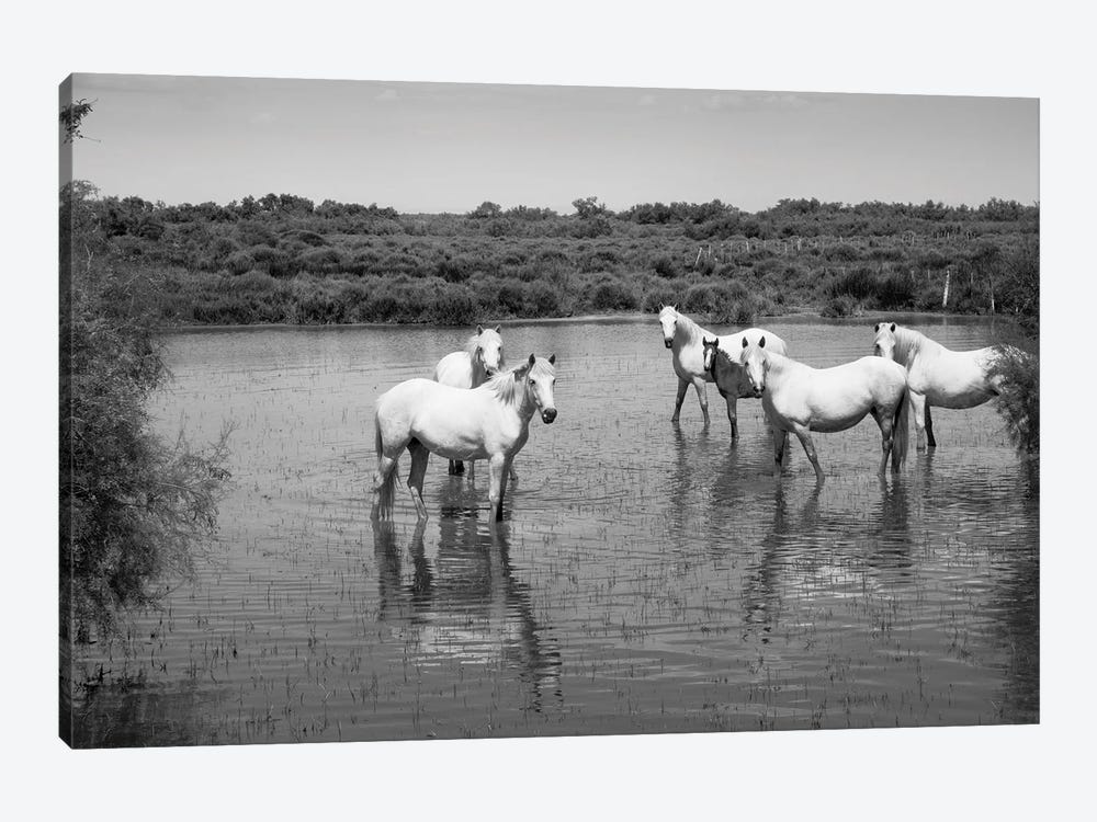 Camargue White Horses In A Lagoon Along DLXXXVA, Camargue, France by Panoramic Images 1-piece Canvas Wall Art