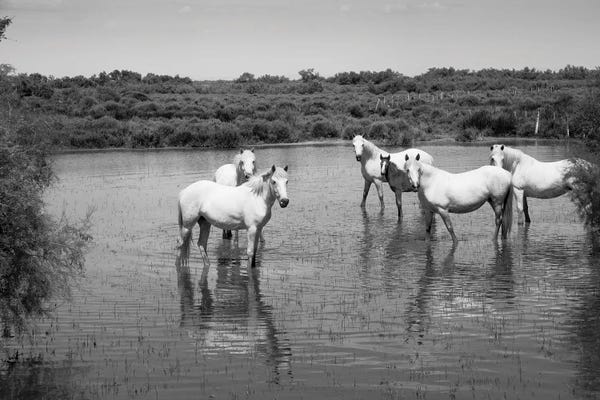Bouches-du-Rhône: Camargue White Horses In A Lagoon Along DLXXXVA, Camargue, France by Panoramic Images