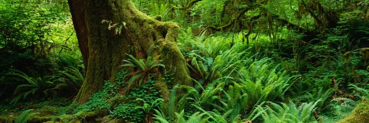 Ferns and vines along a tree with moss on it, Hoh Rainforest, Olympic National Forest, Washington State, USA