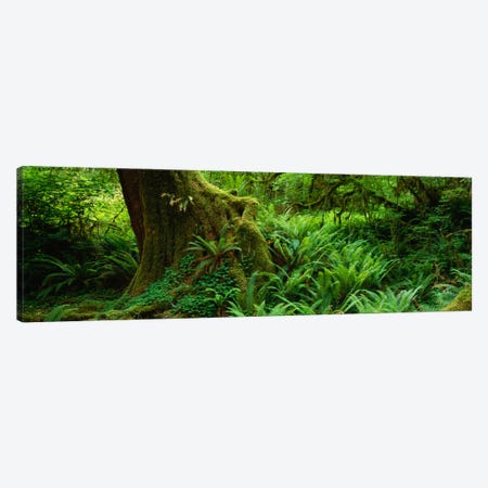 Ferns and vines along a tree with moss on it, Hoh Rainforest, Olympic National Forest, Washington State, USA Canvas Print #PIM1612} by Panoramic Images Canvas Artwork