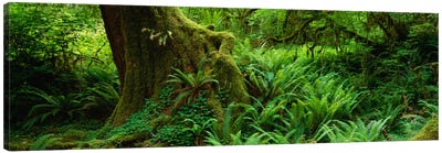 Ferns and vines along a tree with moss on it, Hoh Rainforest, Olympic National Forest, Washington State, USA Canvas Art Print - Olympic National Park Art