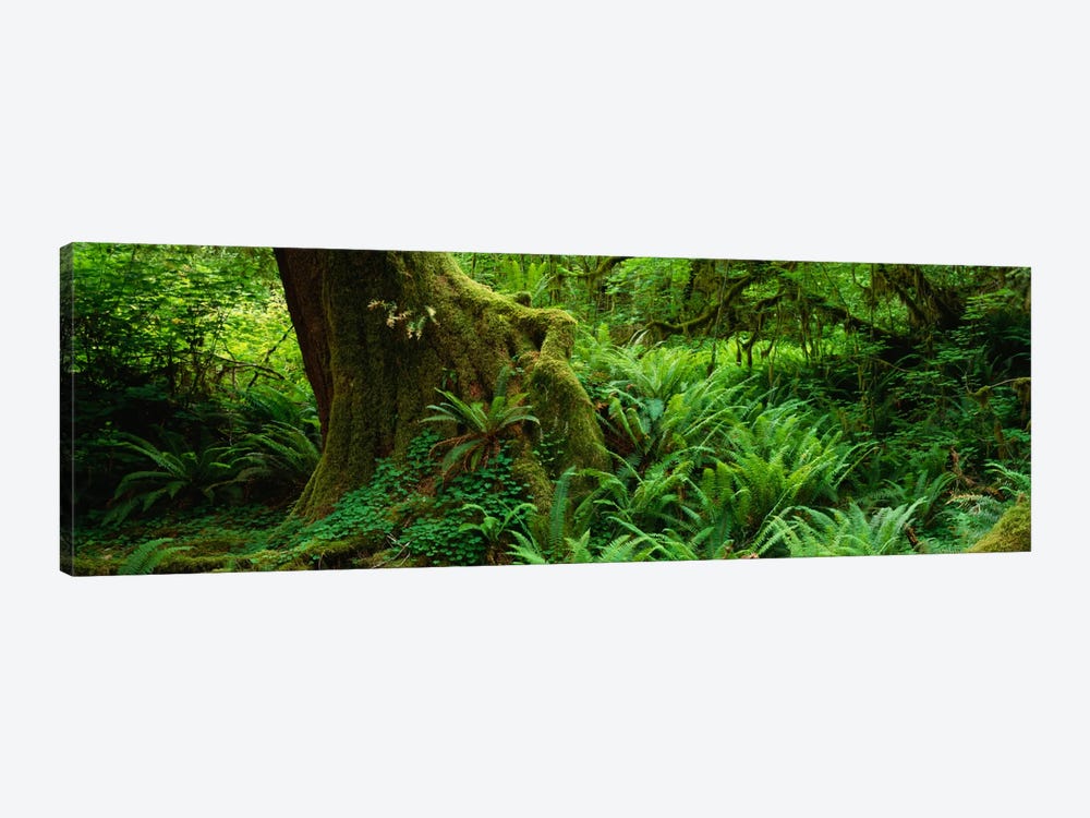 Ferns and vines along a tree with moss on it, Hoh Rainforest, Olympic National Forest, Washington State, USA by Panoramic Images 1-piece Canvas Print