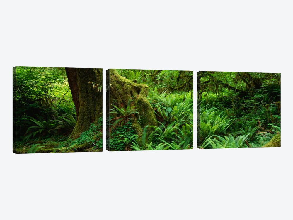 Ferns and vines along a tree with moss on it, Hoh Rainforest, Olympic National Forest, Washington State, USA by Panoramic Images 3-piece Art Print
