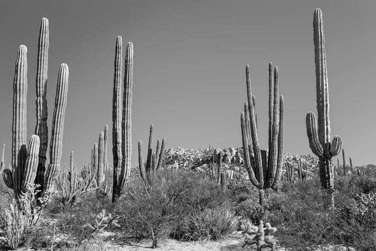 Cardon Cacti In Desert, Mexico