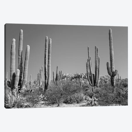 Cardon Cacti In Desert, Mexico Canvas Print #PIM16131} by Panoramic Images Canvas Artwork