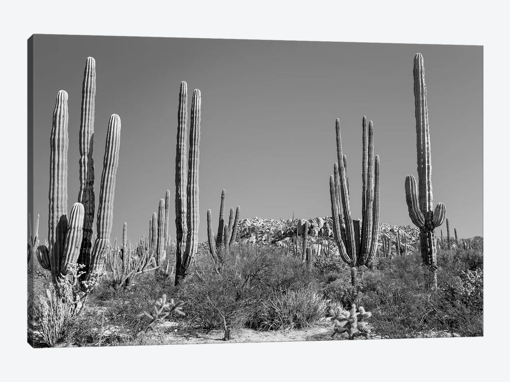 Cardon Cacti In Desert, Mexico by Panoramic Images 1-piece Canvas Print