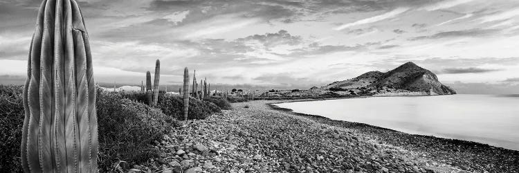 Cardon Cacti Line Along The Coast, Bay Of Concepcion, Sea Of Cortez, Mulege, Baja California Sur, Mexico