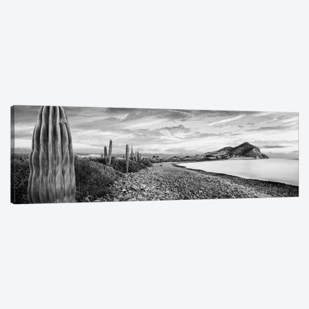 Cardon Cacti Line Along The Coast, Bay Of Concepcion, Sea Of Cortez, Mulege, Baja California Sur, Mexico Canvas Print #PIM16132} by Panoramic Images Canvas Artwork