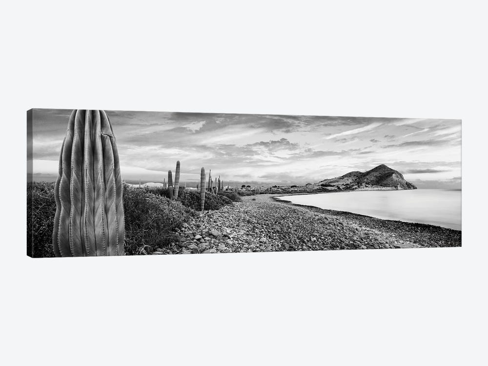 Cardon Cacti Line Along The Coast, Bay Of Concepcion, Sea Of Cortez, Mulege, Baja California Sur, Mexico by Panoramic Images 1-piece Canvas Artwork