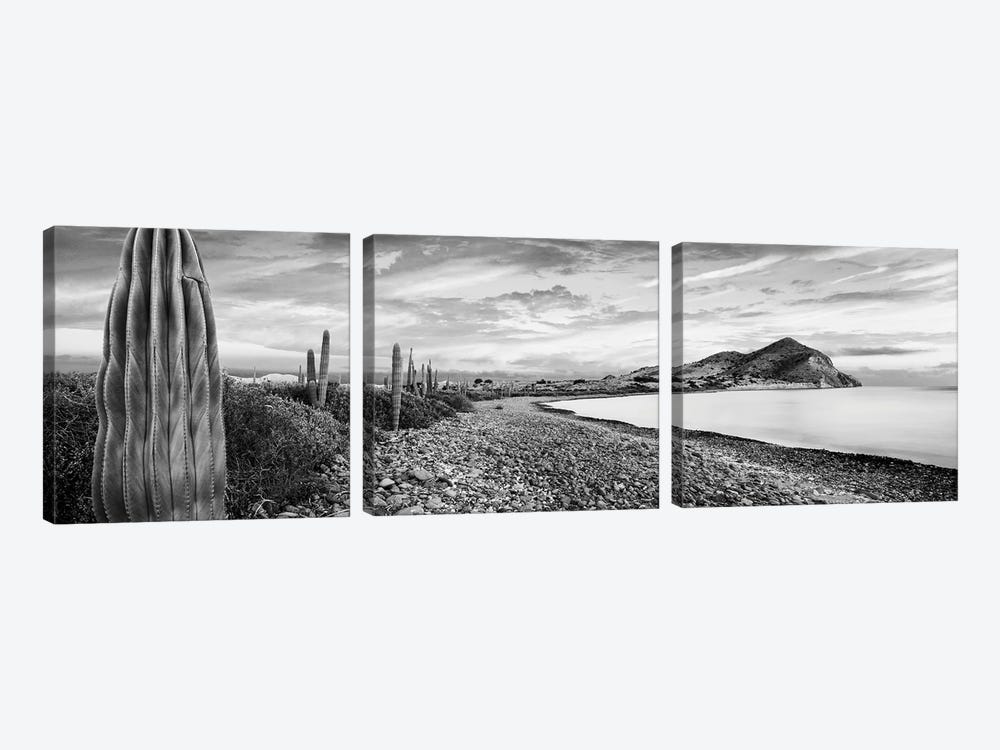 Cardon Cacti Line Along The Coast, Bay Of Concepcion, Sea Of Cortez, Mulege, Baja California Sur, Mexico by Panoramic Images 3-piece Canvas Artwork